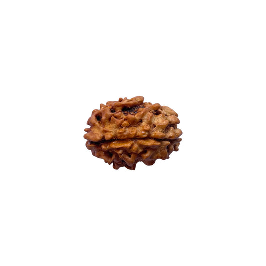 3 Mukhi Rudraksha Original Lab Certified